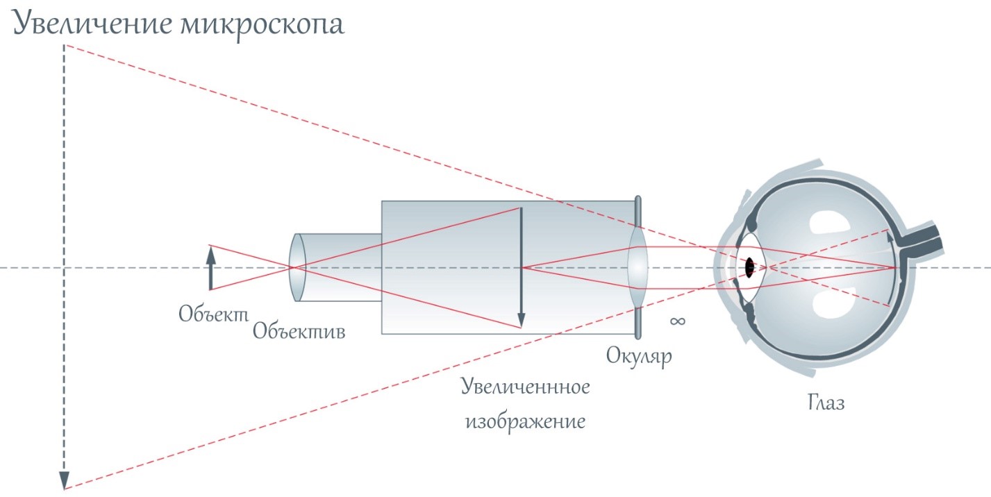 Увеличение в микроскопе